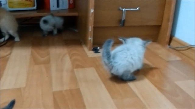Cats Vs Invisible Wall смотреть онлайн