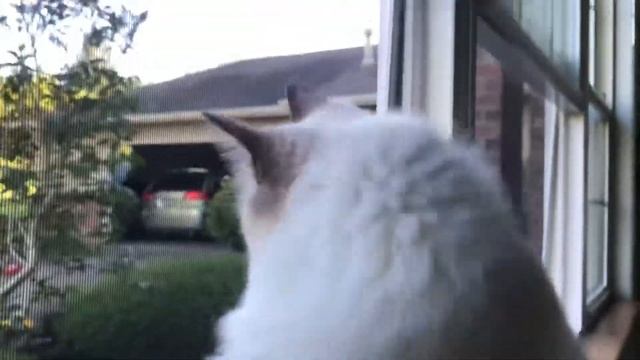 Ragdoll cat - Кошка рэгдолл и ... проблема с глазиком - в то же самое время года.. аллергия? смотреть онлайн