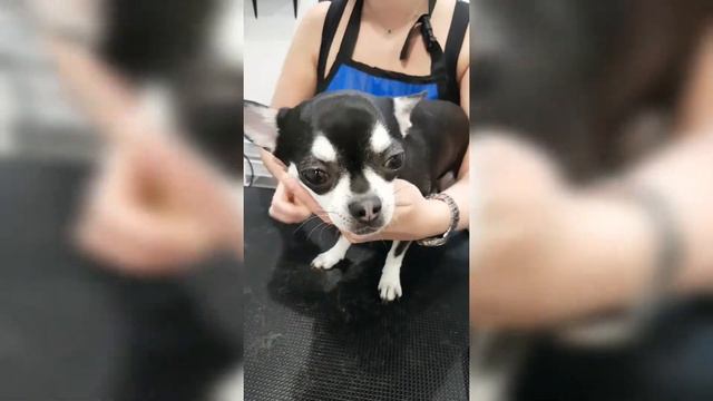 Чихуахуа Тося. Пришла на экспресс-линьку. Уход за собакой.