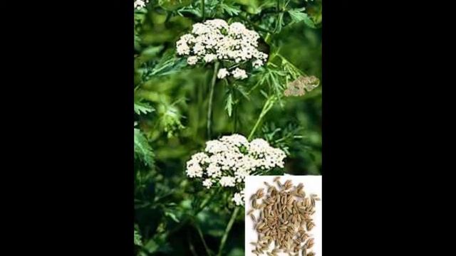 Анис. Свойства и применение смотреть онлайн