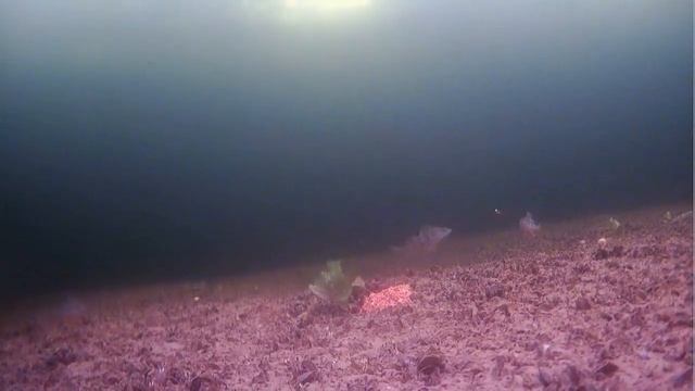 Зимняя рыбалка. Вид с подводной камеры часть 2. смотреть онлайн