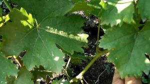 Виноград Алёшенькин. Кузбасс. Сибирь.