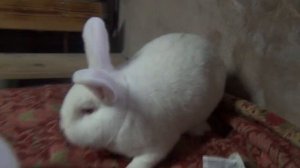 Ушной клещ у кроликов!! Самый простой и доступный способ лечения!! Помогает 100%!!