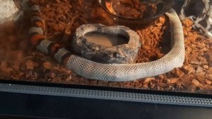 Линька змеи. Процесс