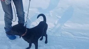 прогулка, день с собакой! ❤️