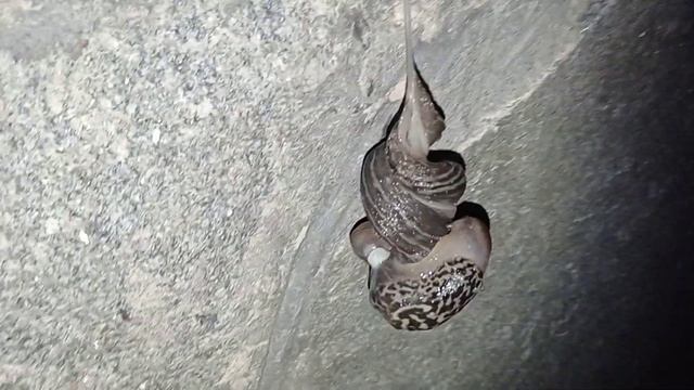 Размножение садовых слизней смотреть онлайн