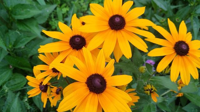 Yarrow, Black-Eyed Susan and Hydrangea - Beautiful Flowers смотреть онлайн