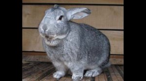 КРОЛИК ШИНШИЛА #ОПИСАНИЕ ПОРОДЫ