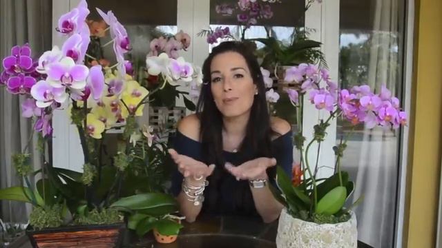 How to Care for Your Phalaenopsis Orchid | Orchid Care for Beginners | Orchid Diva смотреть онлайн