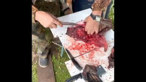 Бубен вепря . Как приготовить свиную или кабанью голову .