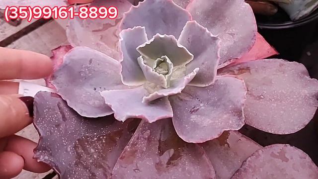 Top 10 Suculentas da semana + Fred Ives variegata, tornado variegata, San Luis #plantas #coleção смотреть онлайн