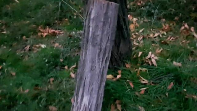 ЗАВАЛИЛ БОЛЬШУЮ АКАЦИЮ НА ДРОВА. РАБОТАЮ ПОД ЗВУКИ SИРЕНЫ смотреть онлайн