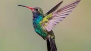 Колибри самая маленькая птица в мире