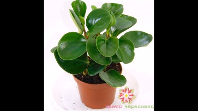 Пеперомия клузиелистная, Пеперомия мутовчатая, Цветы Почтой, Цветы Череповец смотреть онлайн
