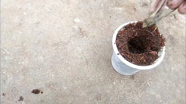 How to grow Gerbera from cutting смотреть онлайн