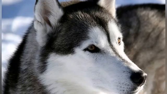 Какой ти по знаку зодиака с собак? Напиши в коментах.