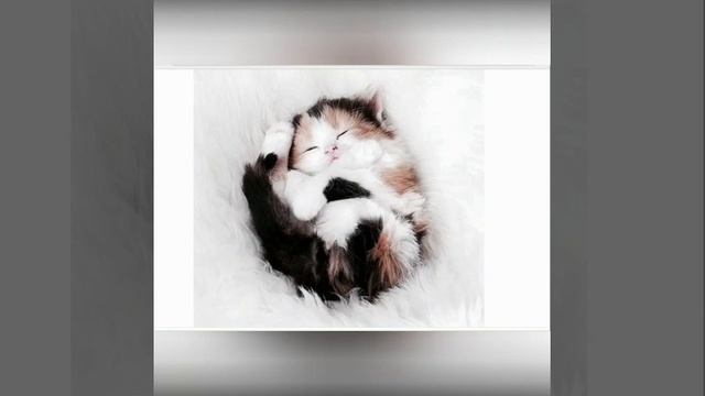 Топ самых красивых котят мира смотреть онлайн