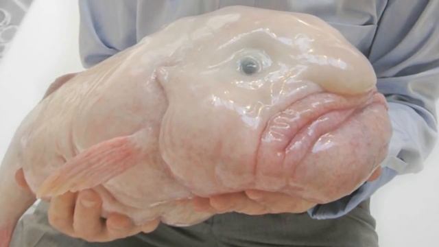 Рыба капля . Самая причудливая рыба смотреть онлайн