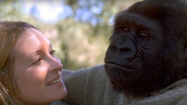 ГОРИЛЛУ Скрестили с Женщиной: ТАКОГО Финала Никто не Ожидал!