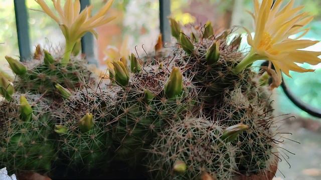 7 flowers❤️💞 blooming in my cactus 💚 смотреть онлайн