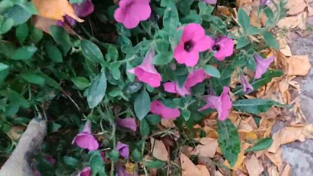 Петунии для ленивых. Что сделать осенью?