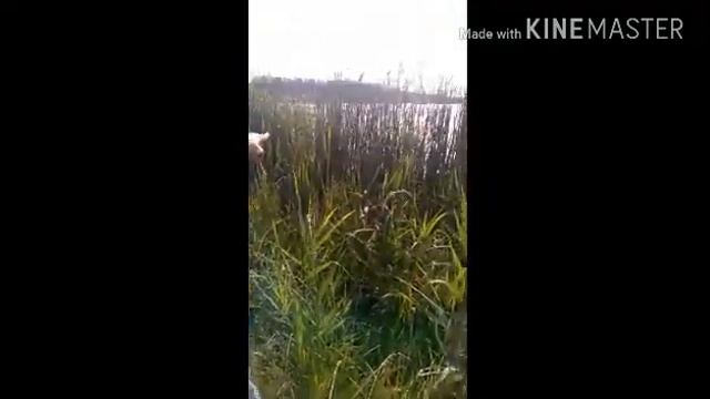 Настоящий камыш смотреть онлайн
