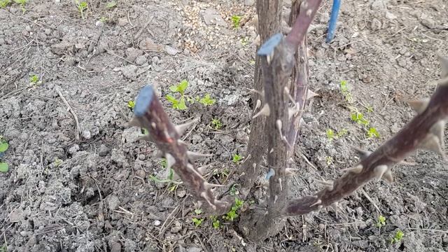 Роза сорт ПЕТ ОСТИН - немного напугала меня?,но?...всё ок- почки есть !!! 1.04.23 г смотреть онлайн