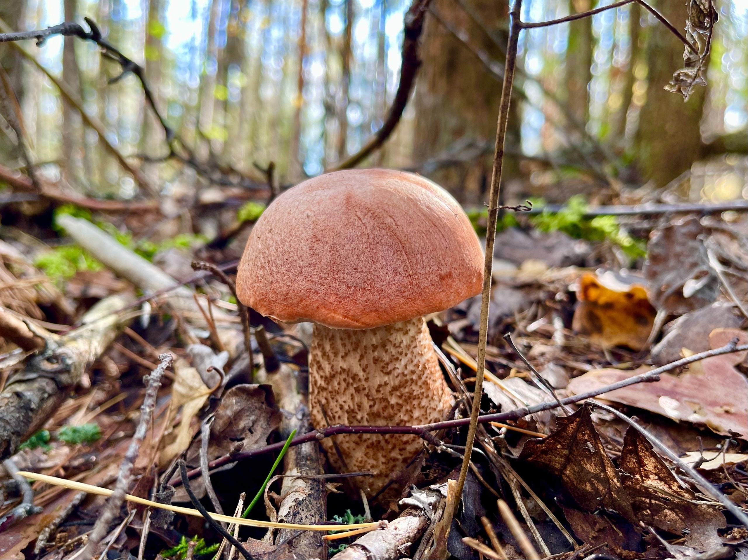 СБОР ГРИБОВ. Два вида подосиновиков. Грибы смотреть онлайн