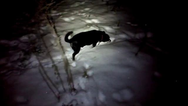 Ночь, улица, фонарь... Собака :-) смотреть онлайн