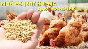 Курятник на даче / Рецепт полноценного корма для кур несушек и Элвиса