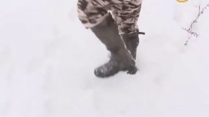 Охота на кабана и косулю Охота и рыбалка в регионах России