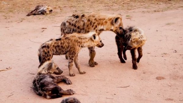 4K African Wildlife - Safari Adventure In A Wildlife Paradise ( 4K VIDEO ULTRA HD )