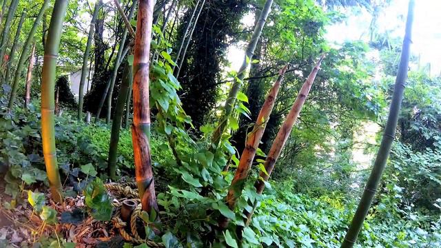 Bamboo and Bindweed Time Lapse смотреть онлайн