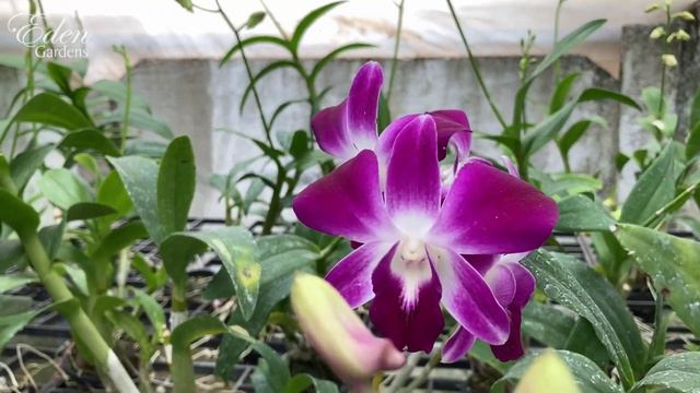 Dendrobium Orchids - June 2022