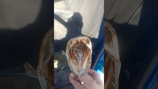 Щучья голова)) #щука #хищник #трофей #крупнаящука #волга #рыбалка #fishing #чучело #short смотреть онлайн