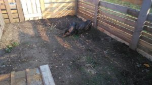 Разведение Вьетнамских Свиней/Выгодное Свиноводство