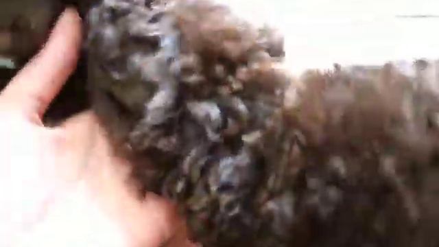 Toy poodle puppies / Caniche toy chiots / Щенки той пуделя смотреть онлайн