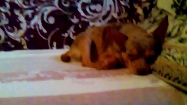 Сон моей собаки