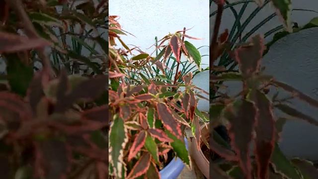 Acalypha godseffiana / firestorm plants propagation and care смотреть онлайн