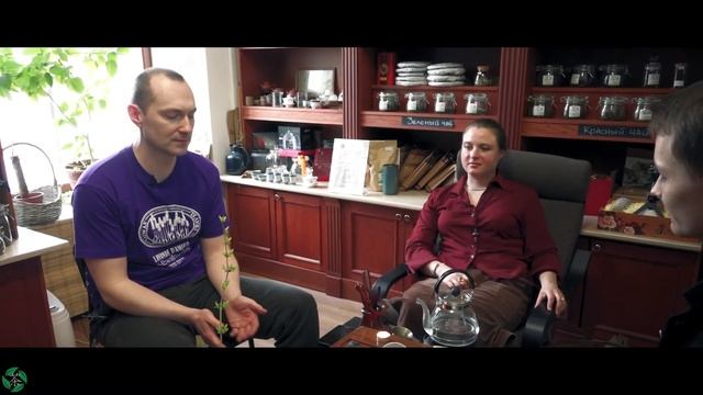 Габа чай - ГАМК, Улун | Art of Tea, китайский чай смотреть онлайн