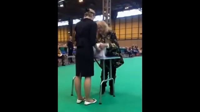 Crufts 2017 - Perl Valean Felicia (Limit Class) смотреть онлайн