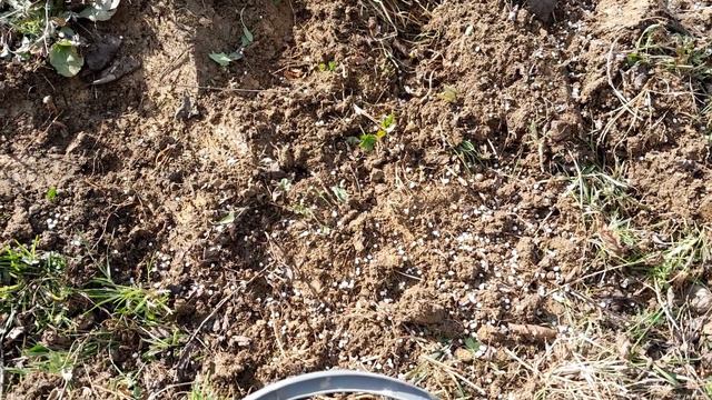 Evo kako se i čime đubri smokva za obilje krupnih plodova смотреть онлайн