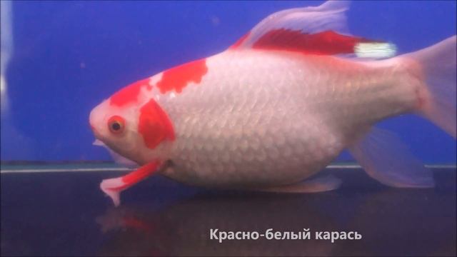 Красно-белый карась для садового пруда - красивая, зимующая рыба! смотреть онлайн