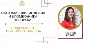 Анатомия, физиология и биомеханика человека / Подвздошно-поясничная мышца