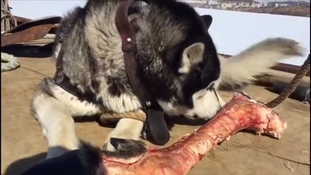 Хаски грызёт копыто  . Не связывайся