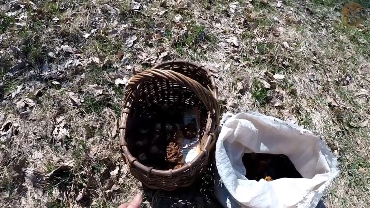 В весенний лес за грибами (Будни охотника и рыбака) смотреть онлайн