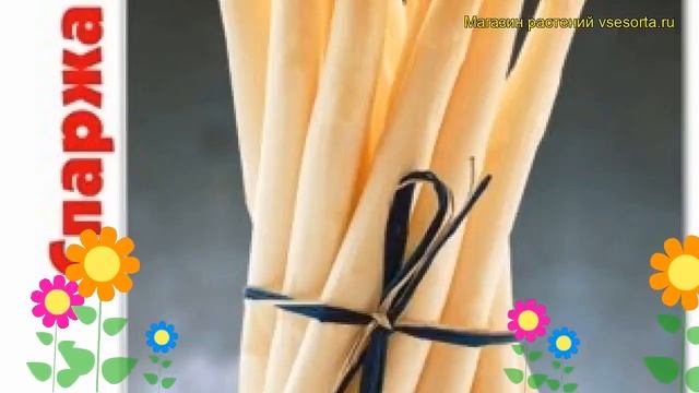 Спаржа Царская. Краткий обзор, описание характеристик asparagus officinalis Tsarskaia смотреть онлайн