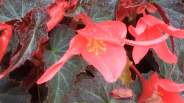 Begonia Boliviensis
