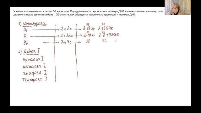 ЕГЭ по биологии. 27 задача (гаметогенез, хромосомы, ДНК) смотреть онлайн
