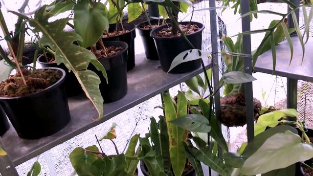 Rare Houseplant/Aroids Tour - Personal Collection (Malaysia) - Kept in our balcony смотреть онлайн